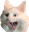 PogCat