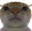 CatBruh