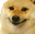 dogeGlad