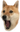 ShibePog