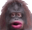 Monke