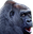 POGORILLA