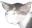 brLtecat