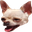 DogPog