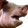 PorkChamp