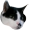 SmugCat