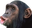 MONKE