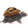 MuffinRat