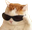 CoolestCat