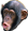 PogChimp