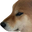 GuiltDoge