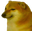 dDoge