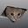 ceilingCat