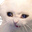 CryCat