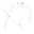 xoSkull