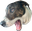 pogDog