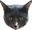 FulgorCat