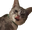 lickCat