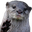 otterHi