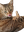 lickCat2