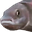 PauseFish