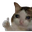 SadCatThumbsUp