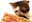 PizzaCat