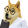 Dogescience