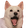 pogDog