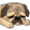 pugsoNap