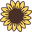 SunnyFLOWER