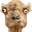 CrazyCamel