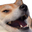 dogeKek