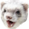 ferretPog