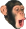 PogChimp