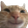 SourisCat