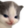 Catnohehe