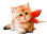 kittyBant