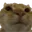 NoNo