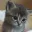 SadCat