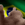 ehBrasil