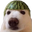 MelonDog