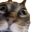 INSANECAT