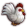 Cucco2