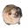 pugPls