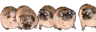 pugParty