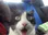catShocked