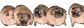 PugParty