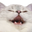 catKEK