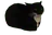maxwellCatSPIN